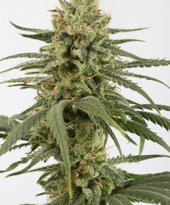 Amnesia CBD - Alchimia