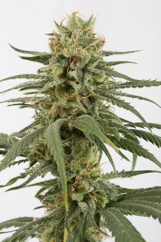 Amnesia CBD - Alchimia