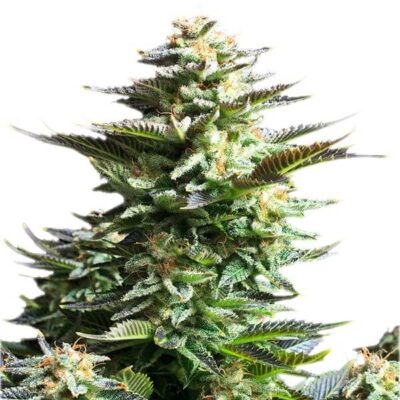 Amnesia Haze - Alchimia