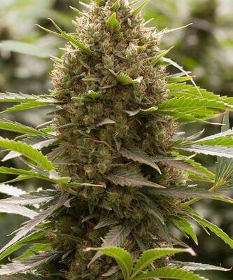 Amnesia Kush - Alchimia