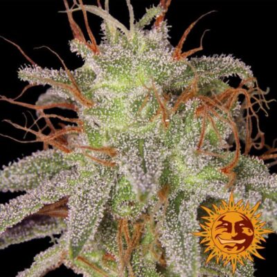 Amnesia Lemon - Alchimia