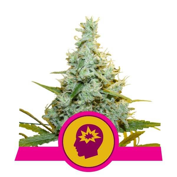 Amnesia Mac Ganja - AMG - Alchimia