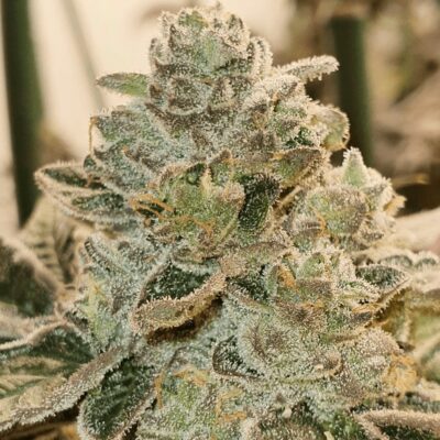 Amnesiaz - Paisa Seeds - Alchimia