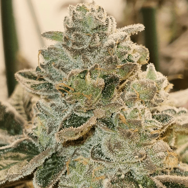 Amnesiaz - Paisa Seeds - Alchimia