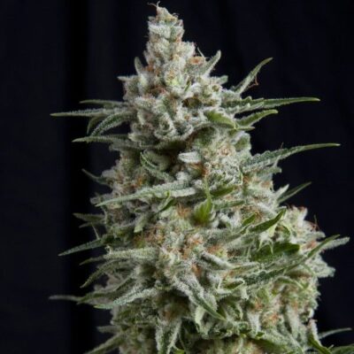 Anesthesia CBD - Alchimia