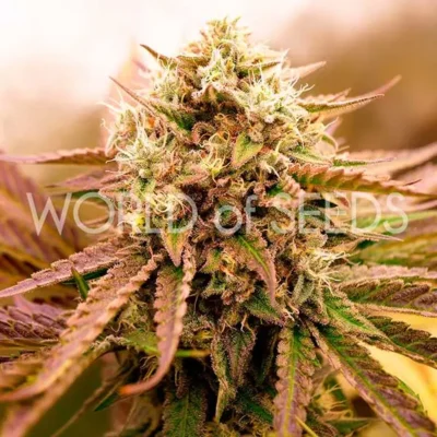 Appalachian Kush Early Version - Alchimia