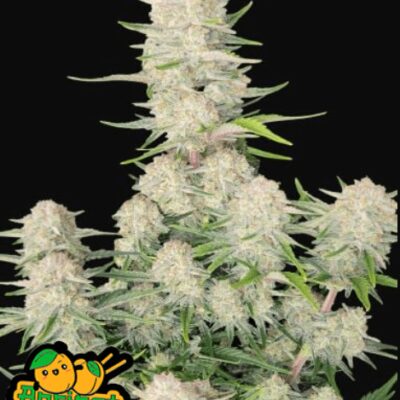 Apricot Auto - Alchimia
