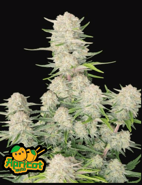 Apricot Auto - Alchimia