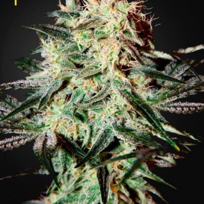 Arjan's Strawberry H. - Alchimia
