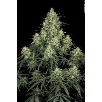 Atomical Haze - Alchimia
