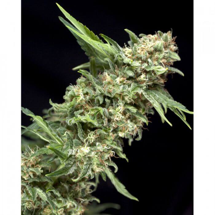 Auto Alpujarreña - Alchimia