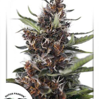 Auto Blackberry Kush - Alchimia