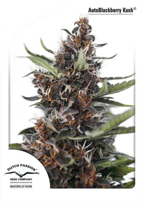 Auto Blackberry Kush - Alchimia