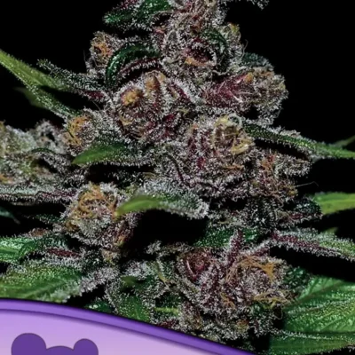 Auto Blackberry Moonrocks - Alchimia