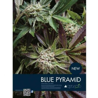 Auto Blue Pyramid - Alchimia