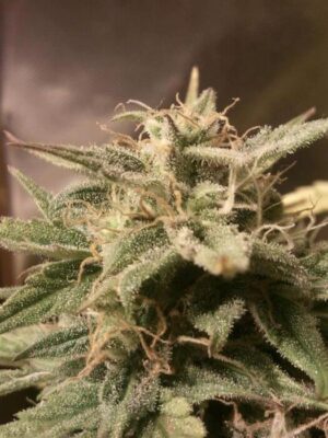 Auto Bubble - Alchimia