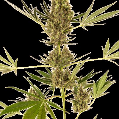 Auto CBD Alpine Delight aka Sensi 41 - Alchimia