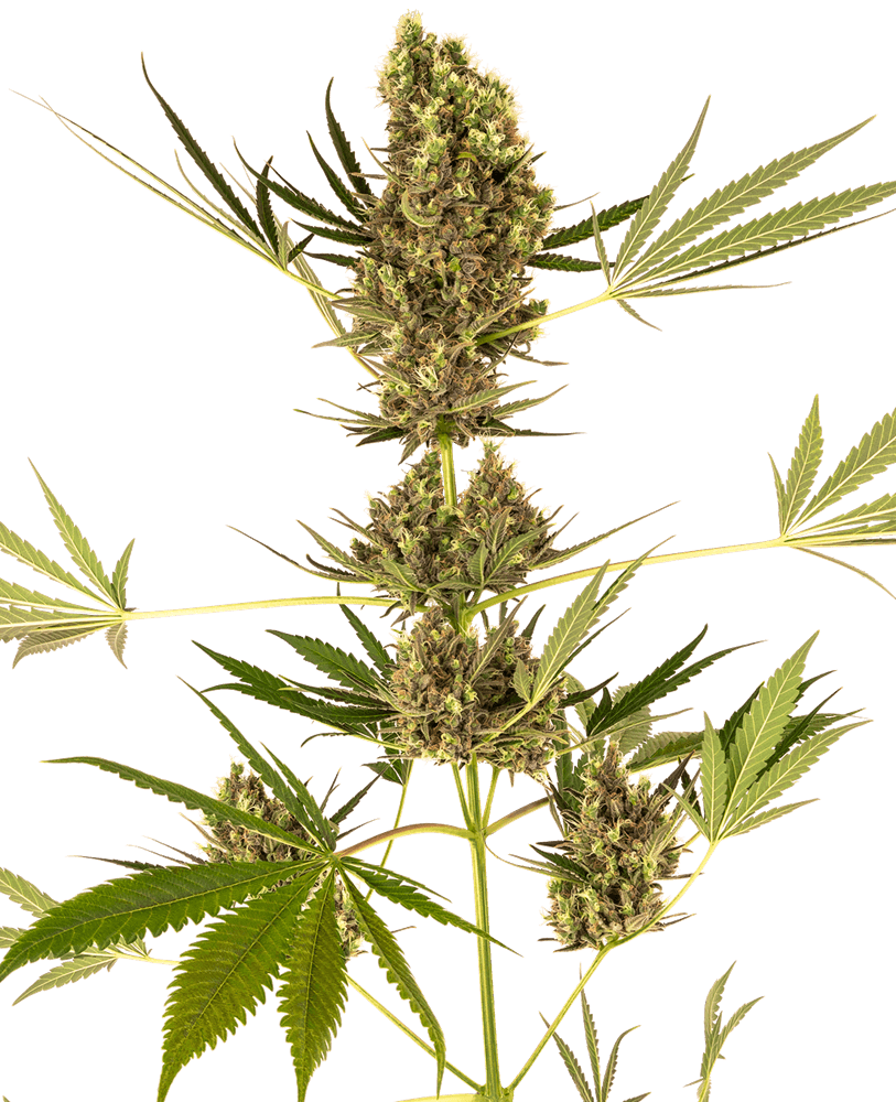 Auto CBD Alpine Delight aka Sensi 41 - Alchimia
