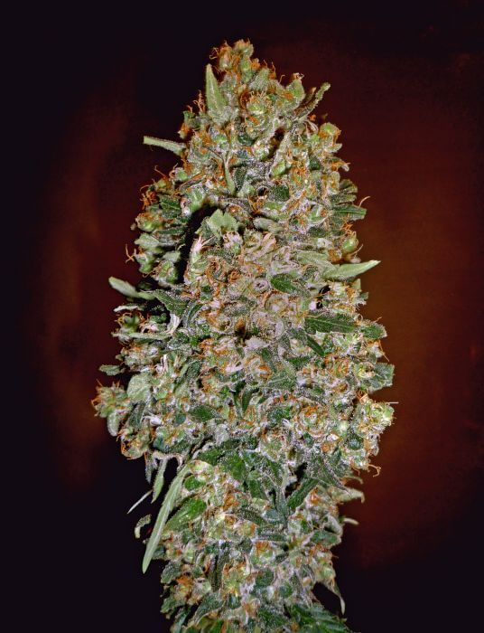 Auto Chocolate Skunk - Alchimia