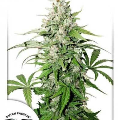 Auto Cinderella Jack - Alchimia