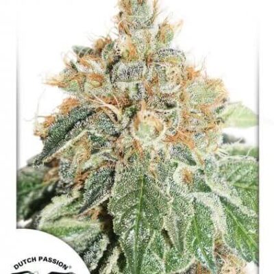 Auto Colorado Cookies - Alchimia