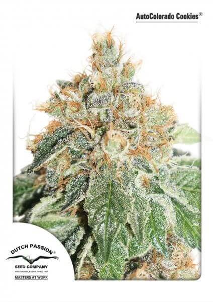 Auto Colorado Cookies - Alchimia