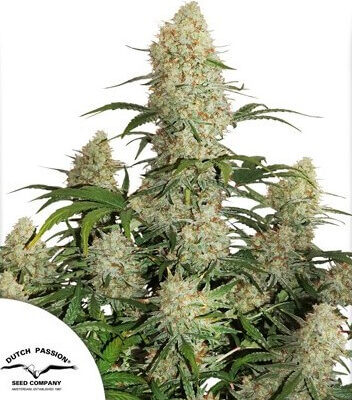 Auto Critical Orange Punch - Alchimia