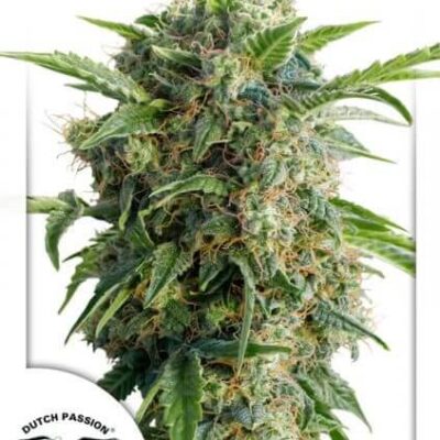 Auto Daiquiri Lime - Alchimia
