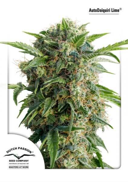 Auto Daiquiri Lime - Alchimia
