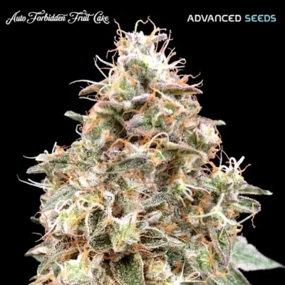 Auto Forbidden Fruit - Alchimia