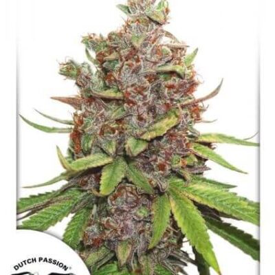 Auto Glueberry O.G. - Alchimia