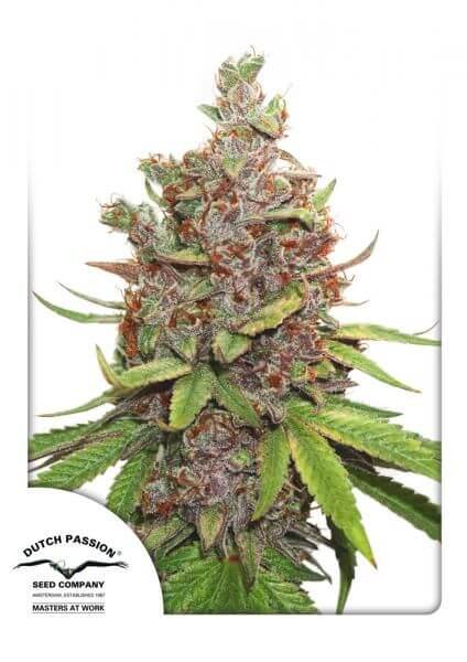 Auto Glueberry O.G. - Alchimia