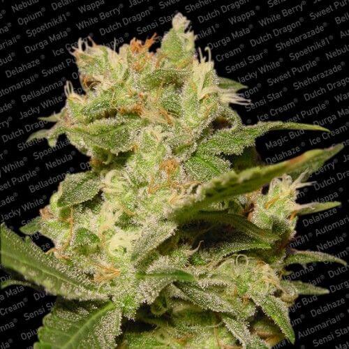 Auto Jack - Alchimia