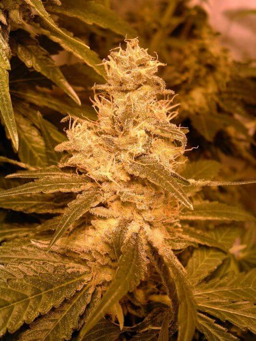 Auto Kush - Alchimia