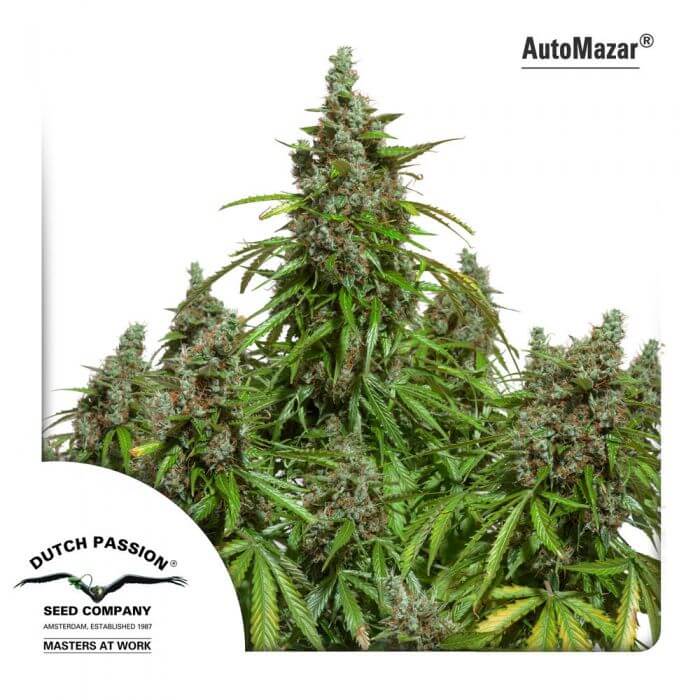 Auto Mazar - Alchimia