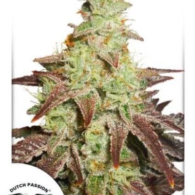 Auto Night Queen - Alchimia