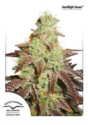Auto Night Queen - Alchimia