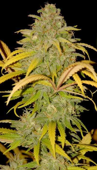 Auto Northern Cream - Alchimia