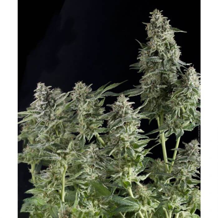 Auto Northern Lights - Alchimia
