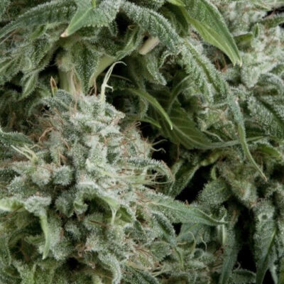 Auto Northern Lights CBD - Alchimia