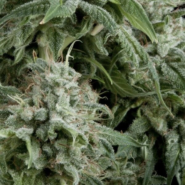 Auto Northern Lights CBD - Alchimia