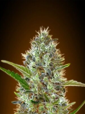 Auto Somango - Alchimia
