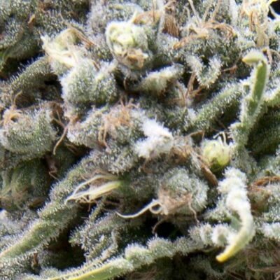 Auto White Widow CBD - Alchimia