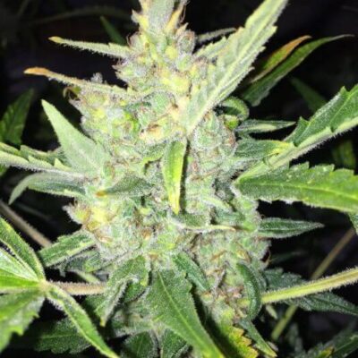 Auto White Widow x Big Bud - Alchimia