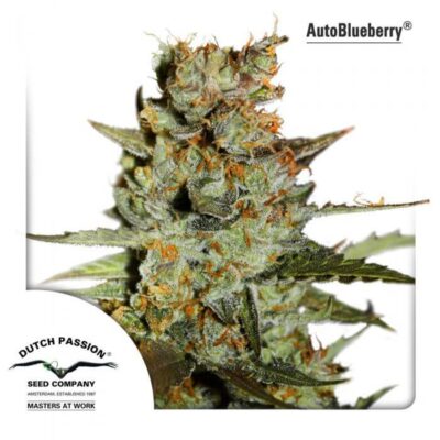 Autoblueberry - Alchimia