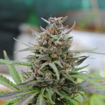 Baby Boom Auto - Alchimia