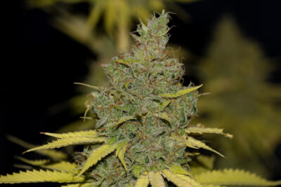 Badazz OG Cheese - Alchimia