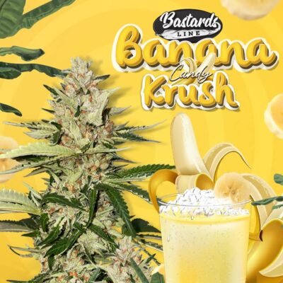 Banana Candy Krush  1 French Macaron - Alchimia