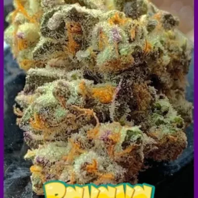 Banana Jelly'Z - Alchimia