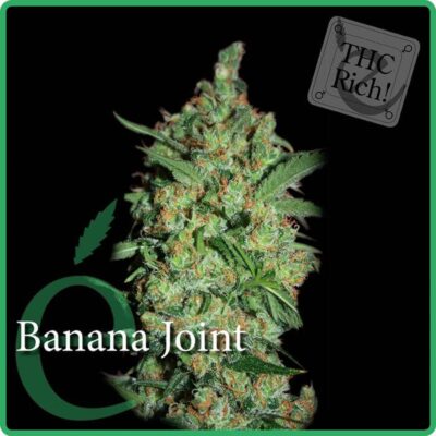 Banana Joint - Alchimia